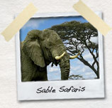 sable safaris